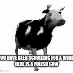 Polish Cow | YOU HAVE BEEN SCROLLING FOR A WHILE
HERE IS A POLISH COW | image tagged in gifs,polish cow | made w/ Imgflip video-to-gif maker