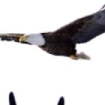 Eagle