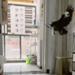 when you train your bird to steal so you don't get caught | WHEN YOU TRAIN YOUR BIRD TO STEAL SO YOU DON'T GET CAUGHT | image tagged in gifs,theft,memes,funny,birds | made w/ Imgflip video-to-gif maker