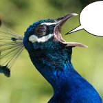 PEACOCK'S CRYING