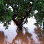Flooded tree