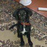 Funny dog