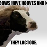 Daily Bad Dad Joke March 12, 2024 | WHY DO COWS HAVE HOOVES AND NOT FEET? THEY LACTOSE. | image tagged in fabio cow | made w/ Imgflip meme maker