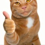 Cat thumbs up