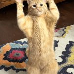 Cat Hands Up