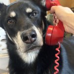 Dog answering phone