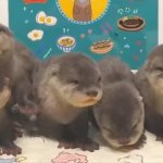 The 5 Baby Otters From KTOT