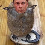 Elon Muskrat