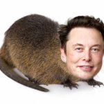Elon Muskrat