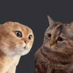 Cat Strategy GIF Template