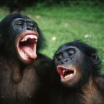 Bonobo Lyfe