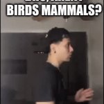 I know birds are avians shut up | BRO, ARENT BIRDS MAMMALS? | image tagged in gifs,this tag is not important | made w/ Imgflip video-to-gif maker