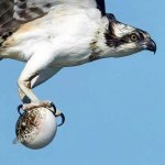 Hawk with bird