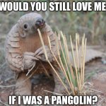 Pondering Pangolin | WOULD YOU STILL LOVE ME; IF I WAS A PANGOLIN? | image tagged in pondering pangolin,memes,animal meme,funny animal meme,shitpost,humor | made w/ Imgflip meme maker
