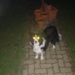 Demon dog