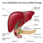 liver, gallbladder and pancreas