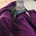 Cat on Legs