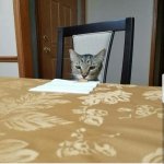 Cat at table 1