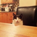 Cat at table 2