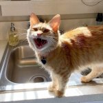 Cat laughing