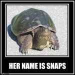 WHAT HOW | HER NAME IS SNAPS | image tagged in what how,memes,turtle,animal meme,funny animal meme,shitpost | made w/ Imgflip meme maker