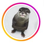 LOUTRE Pfp