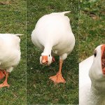 Angry goose