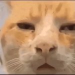 cat confused GIF Template