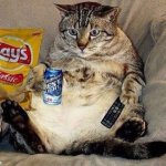 Cat couch potato