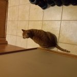 Pumpkin Cat At Basement Door