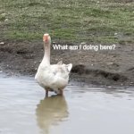 What am I doing here? | image tagged in what am i doing here | made w/ Imgflip meme maker