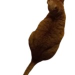 Pumpkin The Cat From Above Transparent Background