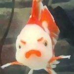 Angry fish