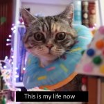 this is my life now