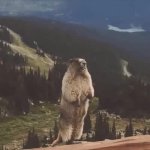 Screaming marmot GIF Template