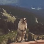 Screaming marmot GIF Template