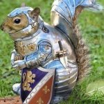 Mockingbirds & Blue Jays Beware ! | image tagged in armor squirrel,funny memes,memes | made w/ Imgflip meme maker
