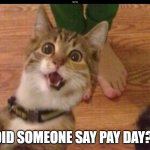 Pay Day | DID SOMEONE SAY PAY DAY?! | image tagged in excited cat | made w/ Imgflip meme maker