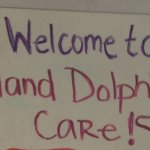 Welcome to Island Dolphin Care!