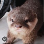 Kiwinkle Otter Pfp Icon