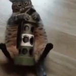 Cat Bomb GIF Template