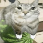 Watermelon cat