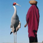 Sarus crane