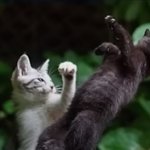 Cat punching other cat