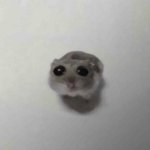 Hamstu