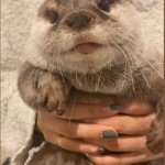 Otter Qoo Kotaro The Otter Toons Wiki Fandom