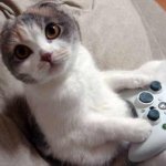 Funny Cat