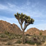 Joshua Tree