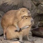 Capybara Knife