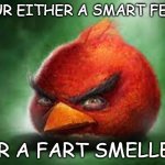 yes | YOUR EITHER A SMART FELLA; OR A FART SMELLER | image tagged in realistic angry birds,memes,realistic red angry birds | made w/ Imgflip meme maker